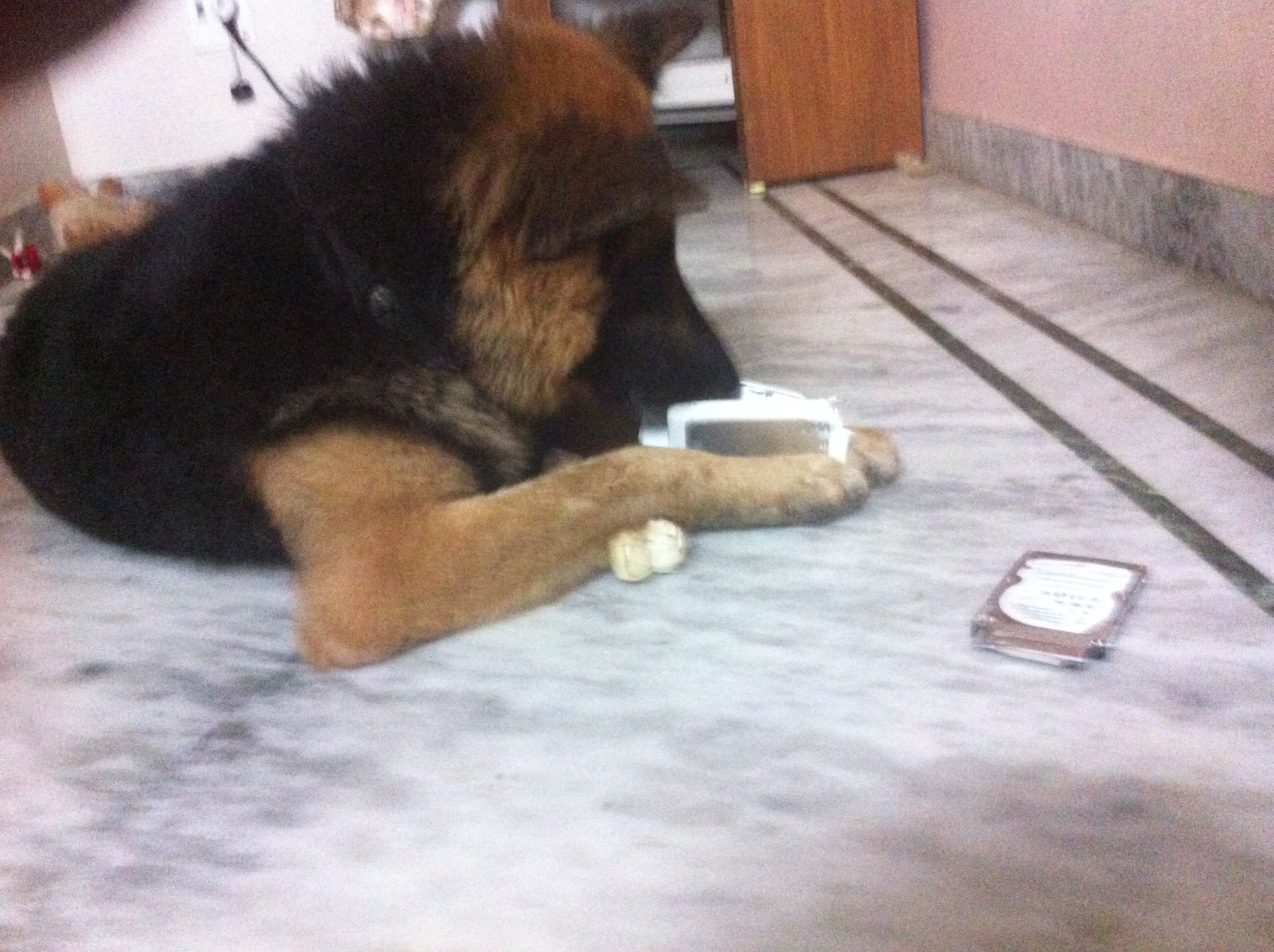 Bruno destroying hard disk ,leaving the bones bought for him