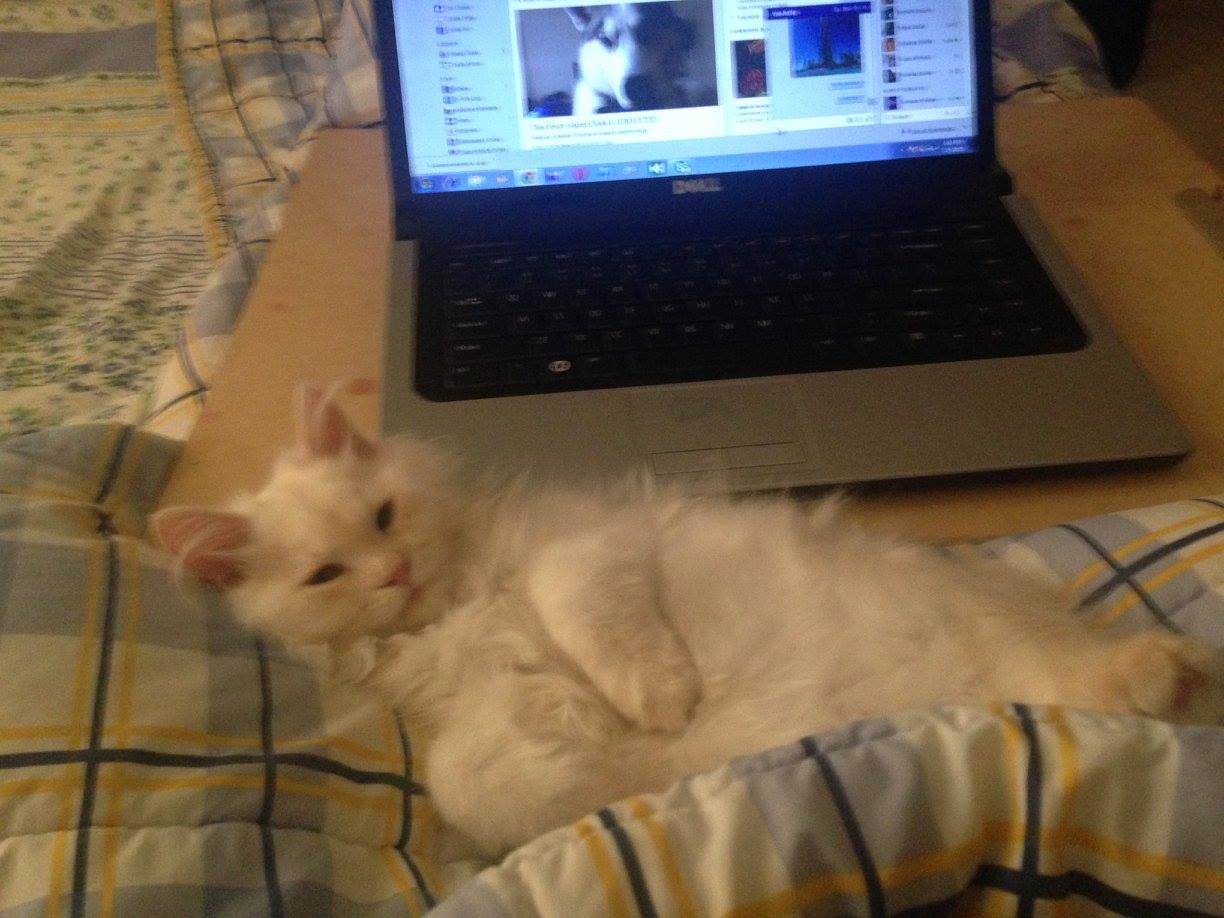 Luffy giving me company while i browse the internet