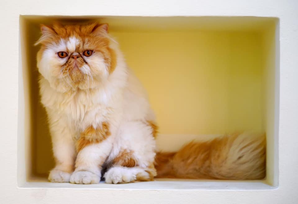 Roger Hiding in the shelf