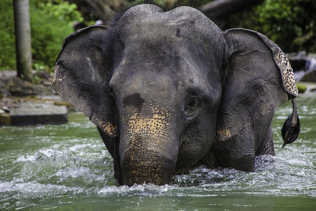 Elephant Sanctuary