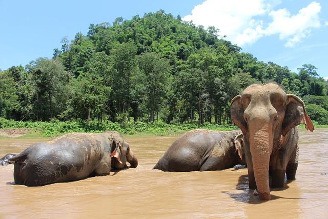 Conservation in Thailand