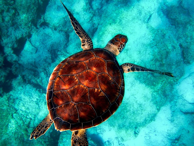 Marine Environments in Thailand