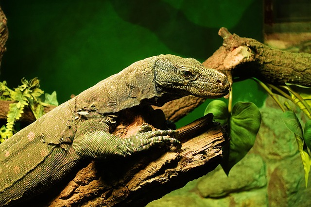 Water Monitor Lizard