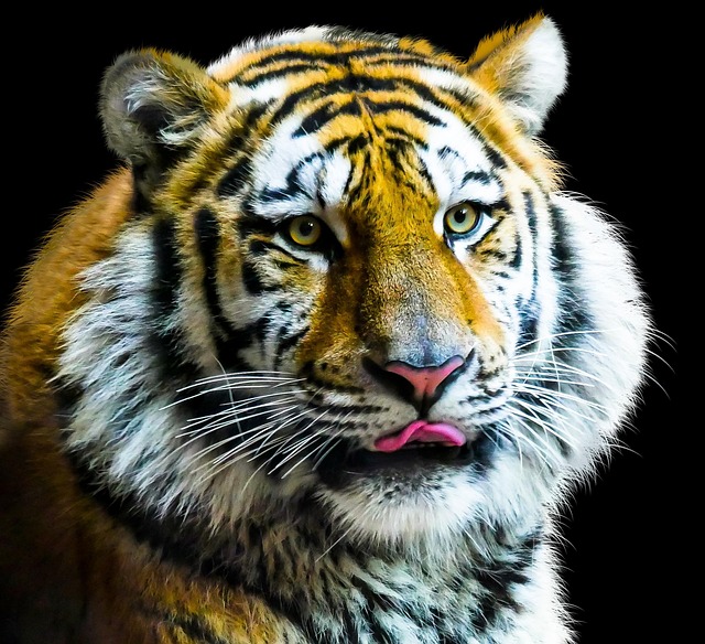 Indochinese Tiger